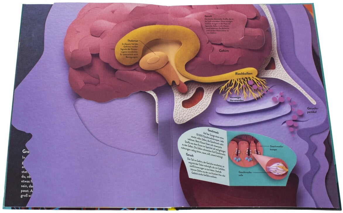 Dorling Kindersley Wissenswelten Körper (Deutsch, 2024, Ruth Symons)