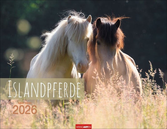 Weingarten Islandpferde Kalender 2025 (44 x 34 cm, Deutsch)