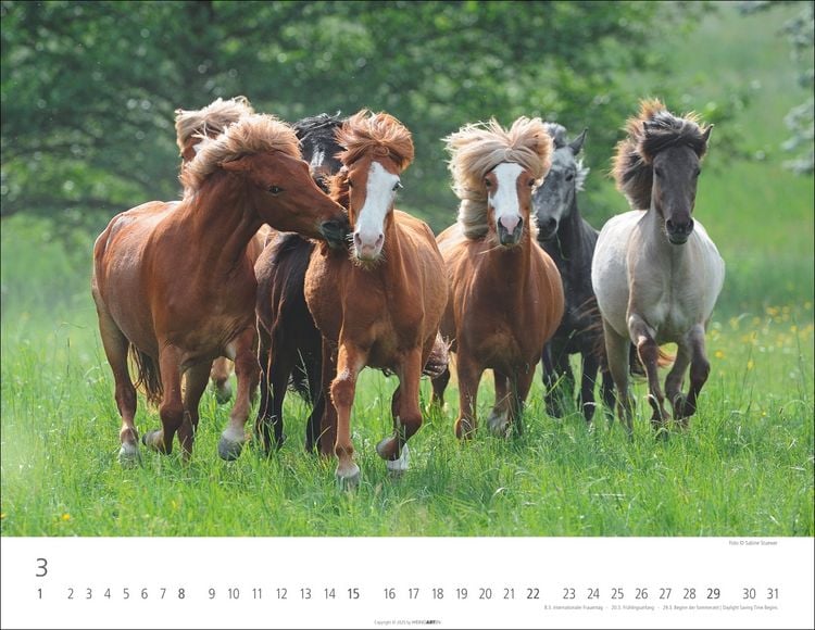 Weingarten Islandpferde Kalender 2025 (44 x 34 cm, Deutsch)