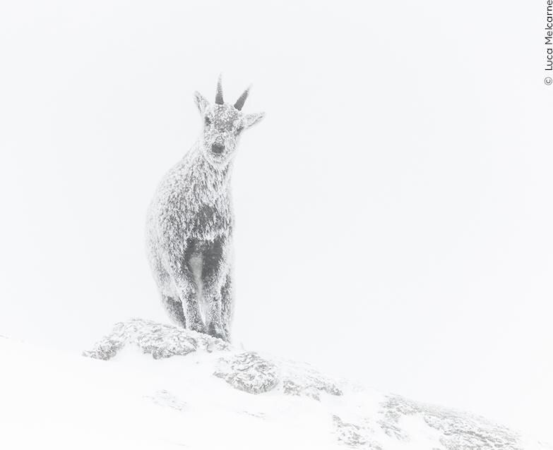 Knesebeck Wildlife Fotografien des Jahres - Portfolio 33 (Deutsch, 2023, Ulrike Kretschmer, Natural History Museum)