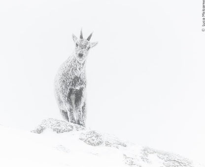 Knesebeck Wildlife Fotografien des Jahres - Portfolio 33 (Deutsch, 2023, Ulrike Kretschmer, Natural History Museum)