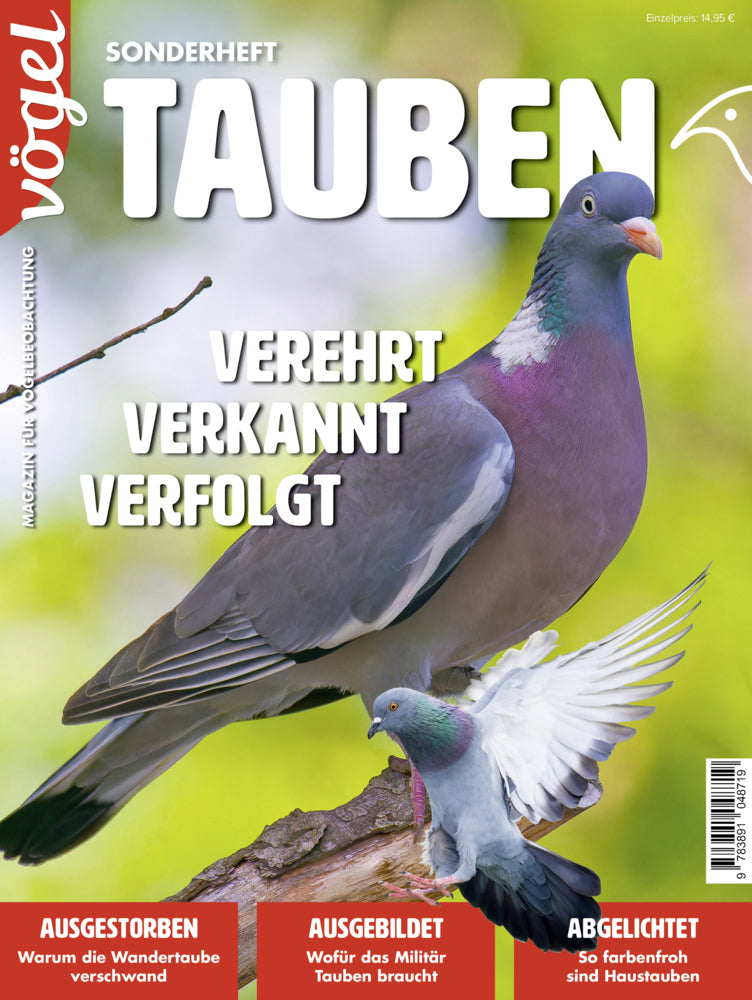 Tauben (Redaktion Vögel)