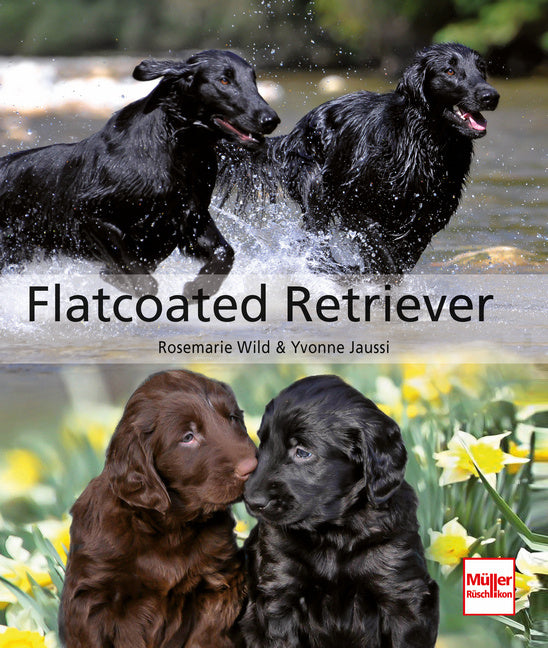 Flatcoated Retriever (Rosemarie Wild)