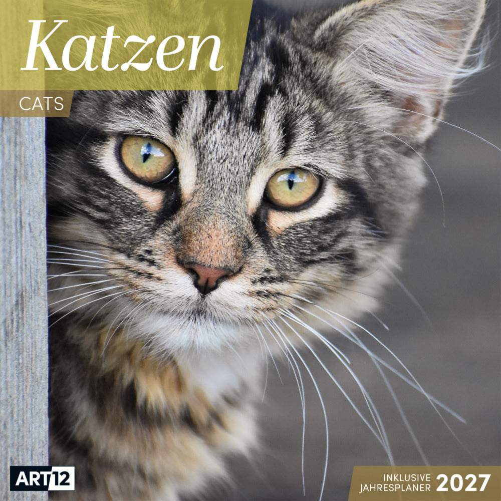 Katzen Kalender 2027 - 30x30 - Art12 (Ackermann Kunstverlag Gmbh)