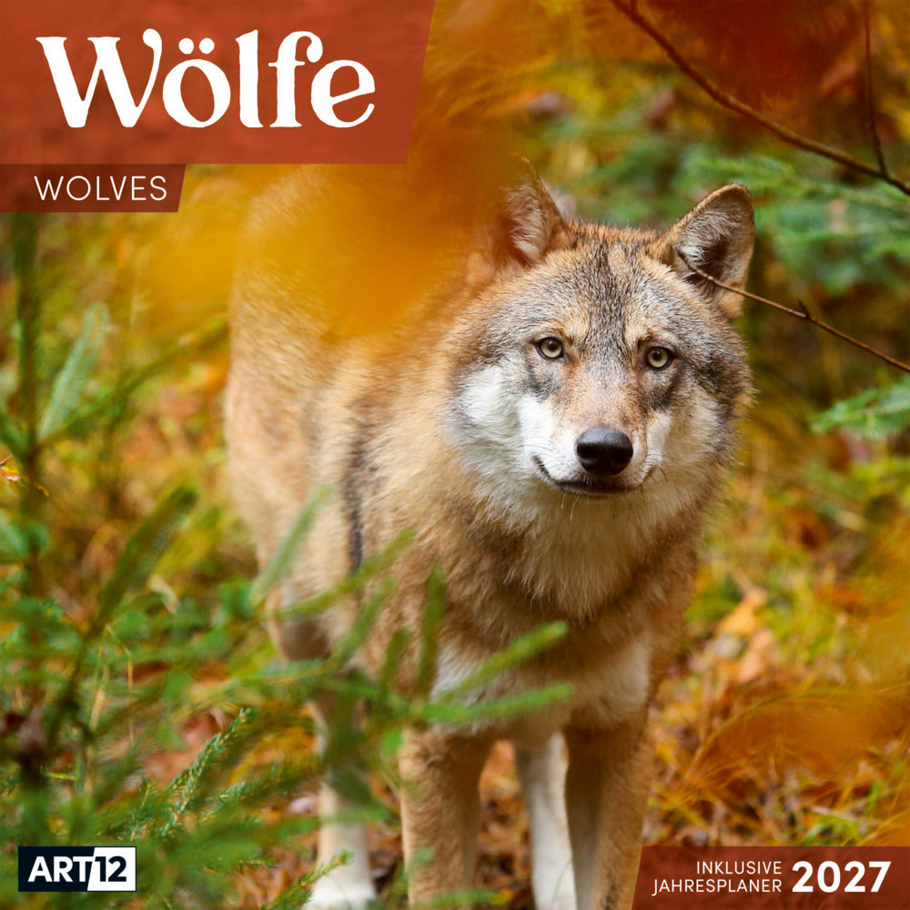 Wölfe Kalender 2027 - 30x30 - Art12 (Ackermann Kunstverlag Gmbh)
