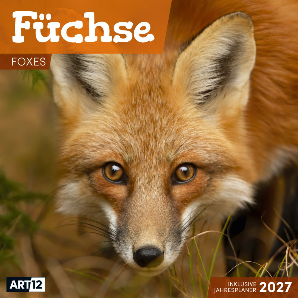 Füchse Kalender 2027 - 30x30 - Art12 (Ackermann Kunstverlag Gmbh)