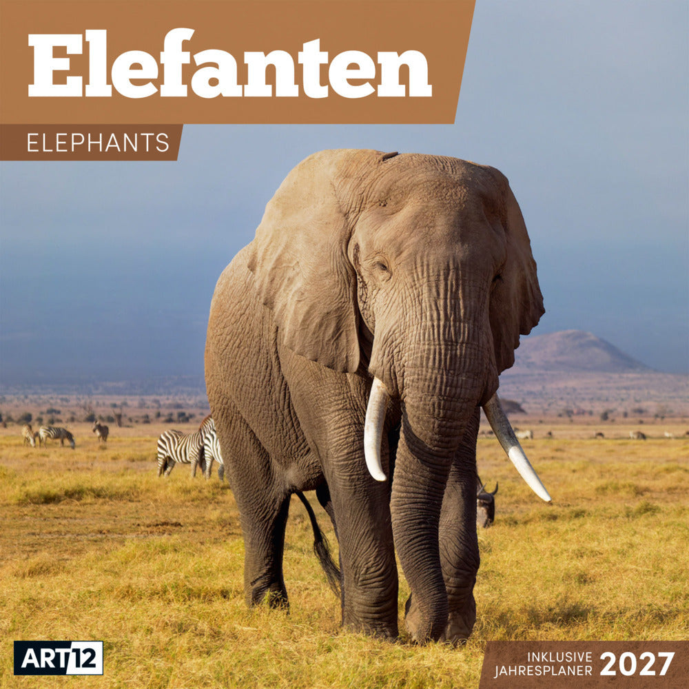 Elefanten Kalender 2027 - 30x30 - Art12 (Ackermann Kunstverlag Gmbh)
