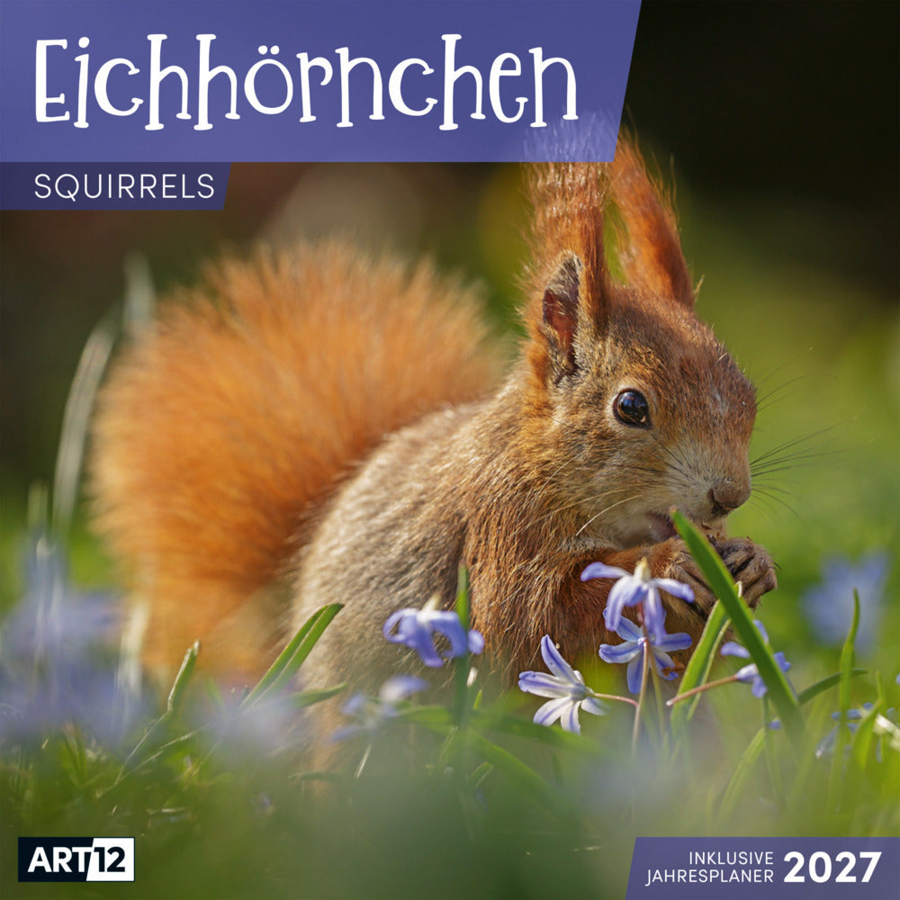 Eichhörnchen Kalender 2027 - 30x30 - Art12 (Ackermann Kunstverlag Gmbh)