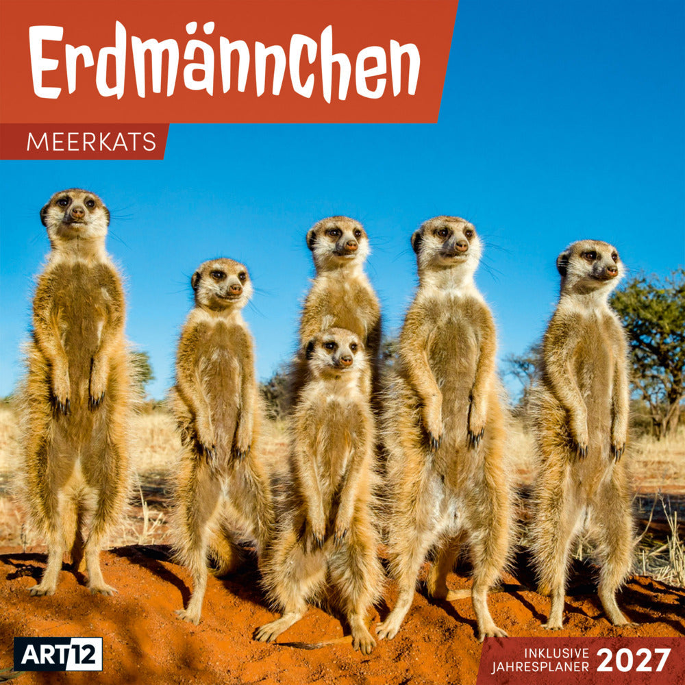 Erdmännchen Kalender 2027 - 30x30 - Art12 (Ackermann Kunstverlag Gmbh)