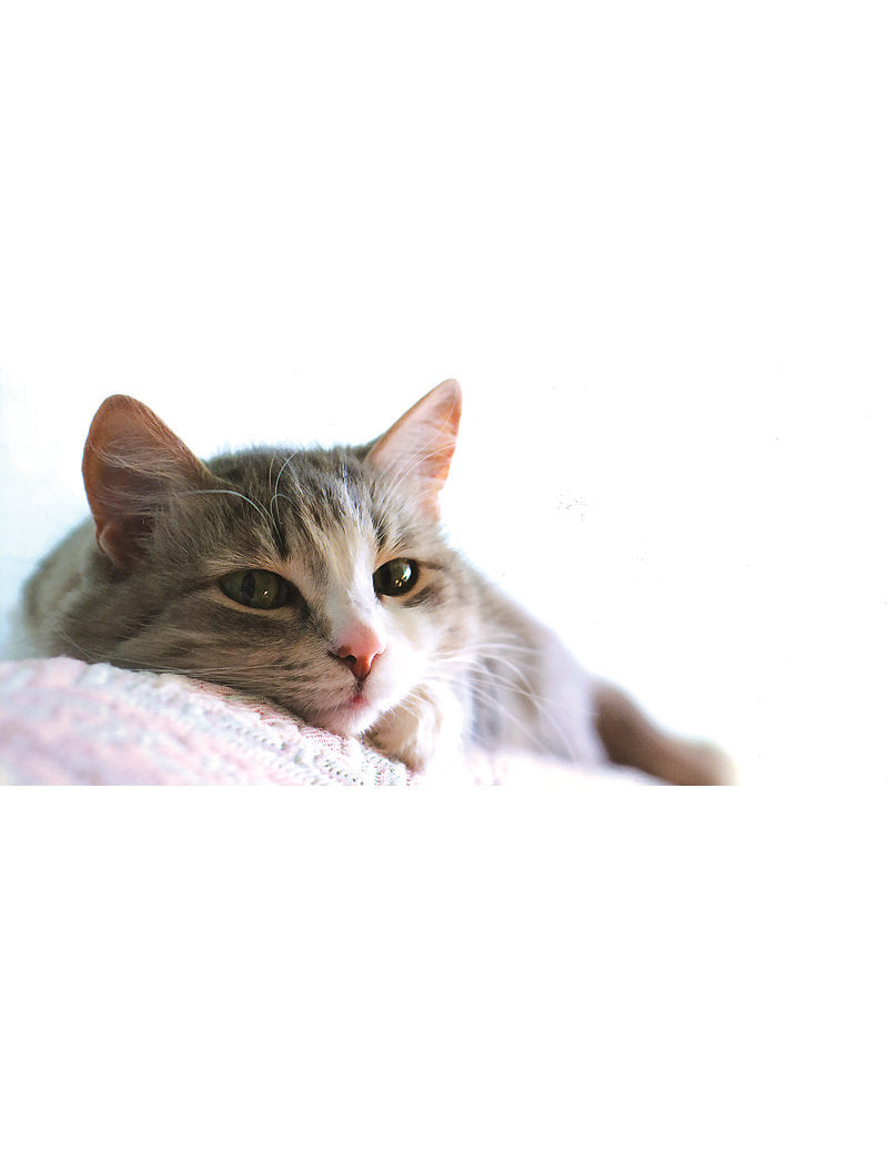 01264; PK Comb A6/5: Katzen