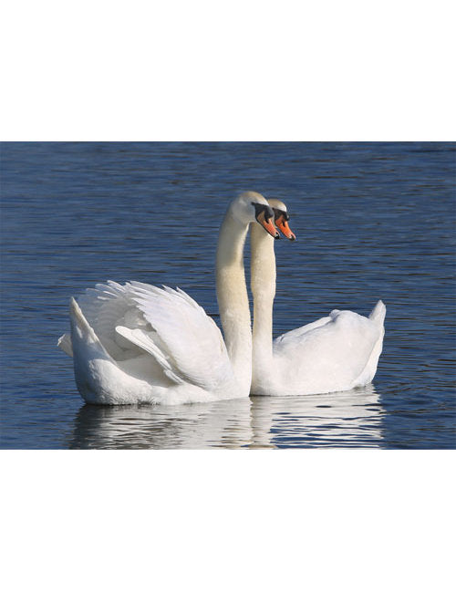 DK Blanco Foto Schwäne