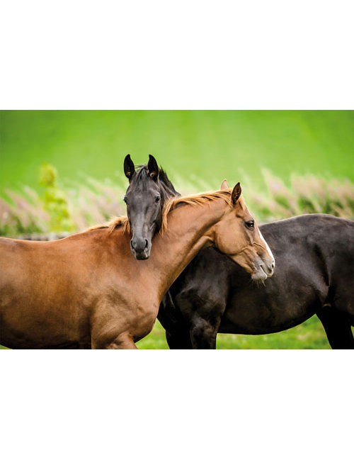 DK Blanco Foto Pferde