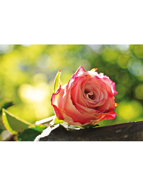 DK Blanco Foto Rose