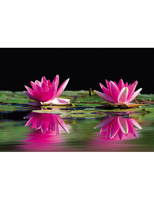 DK Blanco Foto Seerose