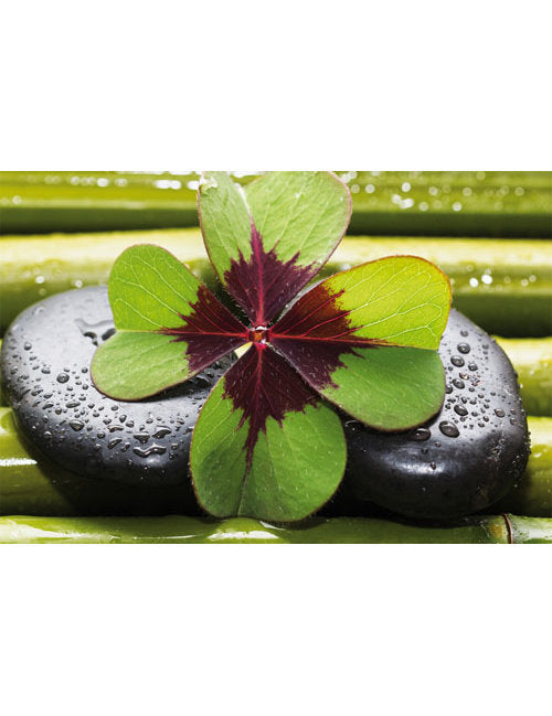 Blanco Foto Kleeblatt