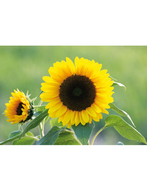 DK Blanco Foto Sonnenblume