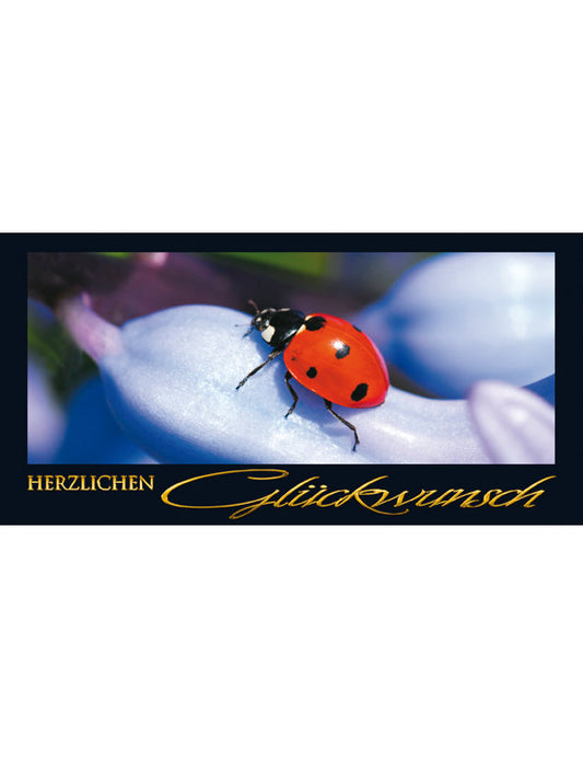 Herzlichen Glückwunsch: Marienkäfer