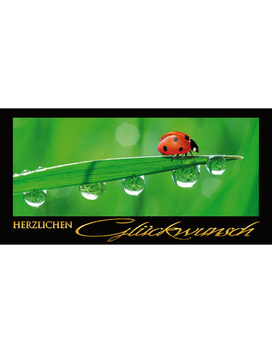 Herzlichen Glückwunsch: Marienkäfer/Halm/Tau