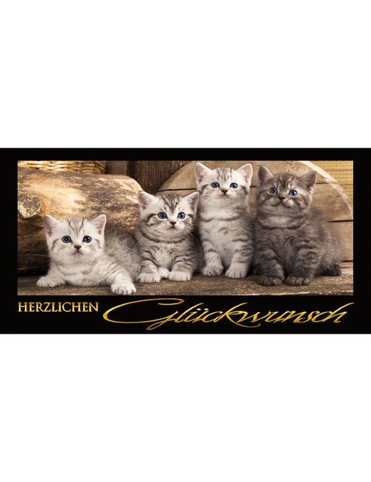 Herzlichen Glückwunsch: Kätzchen