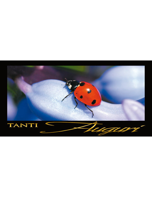 Tanti Auguri: Coccinella