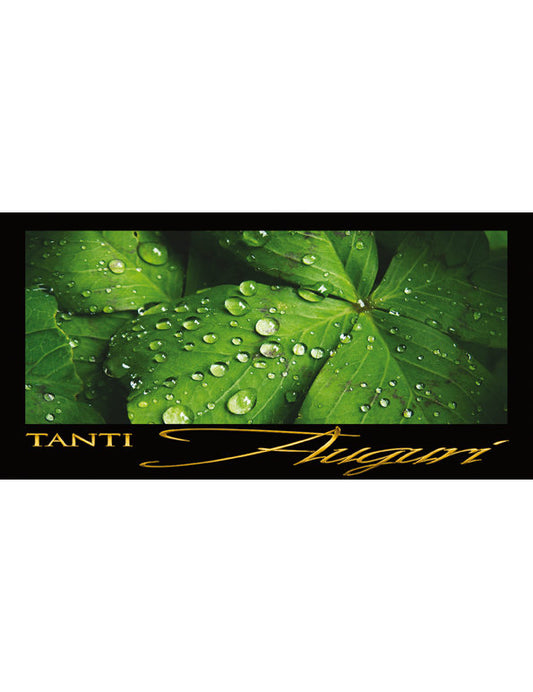 Tanti Auguri: Trifoglio/Rugiada