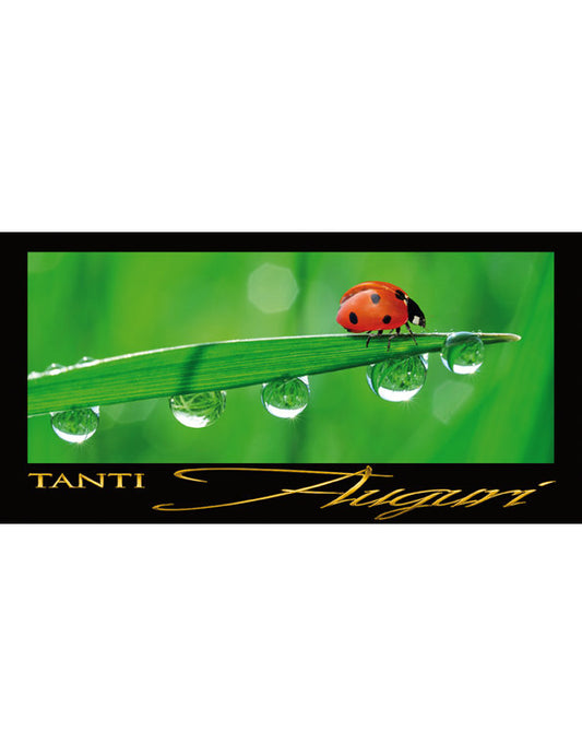 Tanti Auguri: Coccinella/Filo/Rugiada