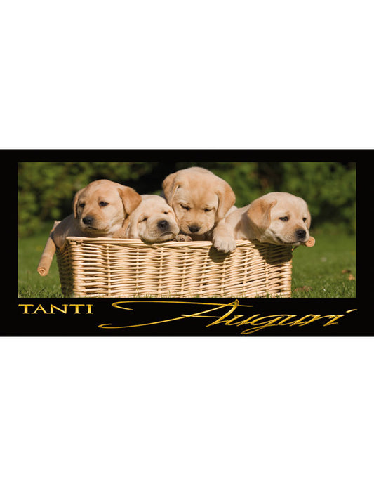 Tanti Auguri: Cani