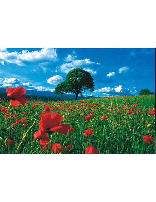Postkarte Swiss Image hoch im Seeland BE