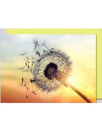 Doppelkarte. Fotokarte Pusteblume / Blanko