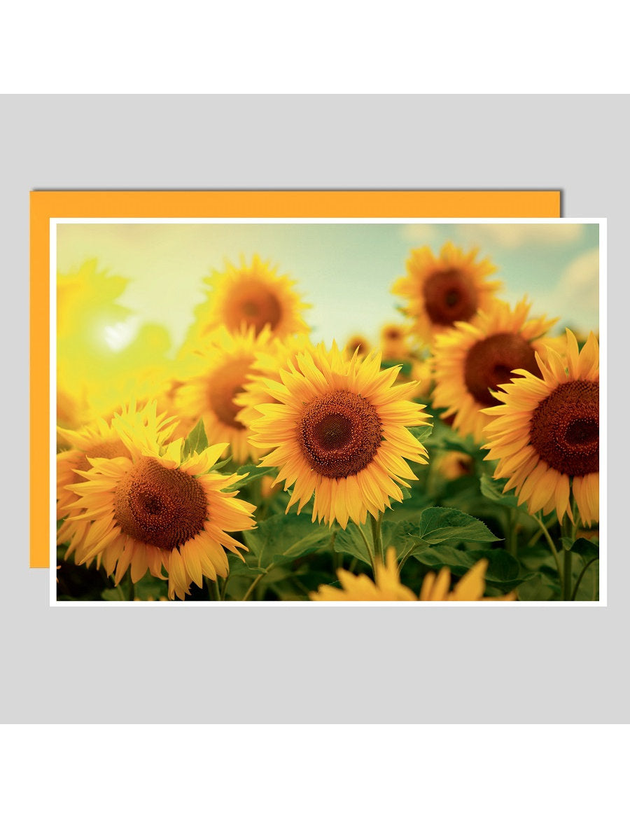 Doppelkarte. Fotokarte Sonnenblumen / blanko