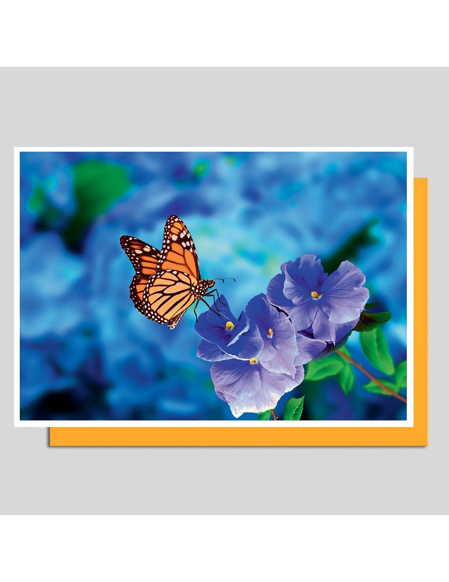 Doppelkarte. Fotokarte Schmetterling / blanko