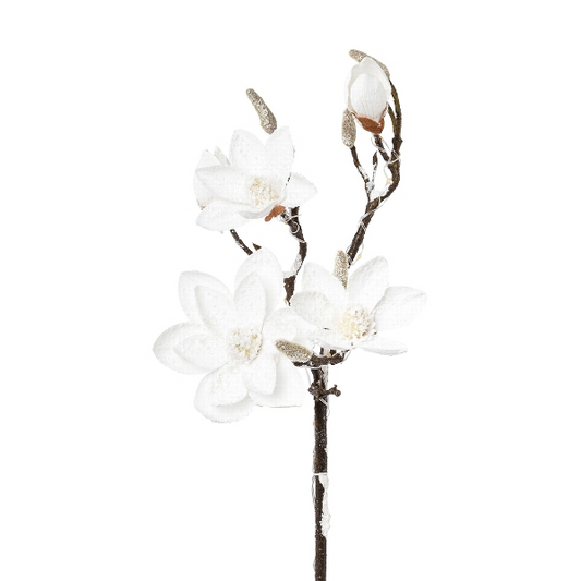 Magnolie beschneit